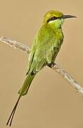 Asian Green Bee-eater