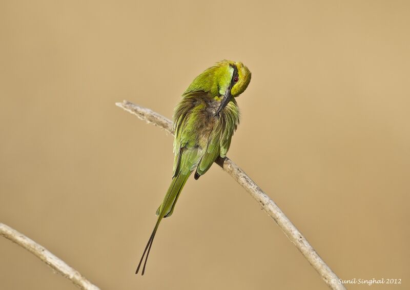 Asian Green Bee-eater