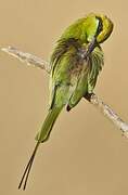 Asian Green Bee-eater