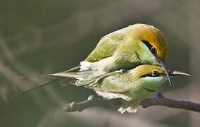 Green Bee-eater