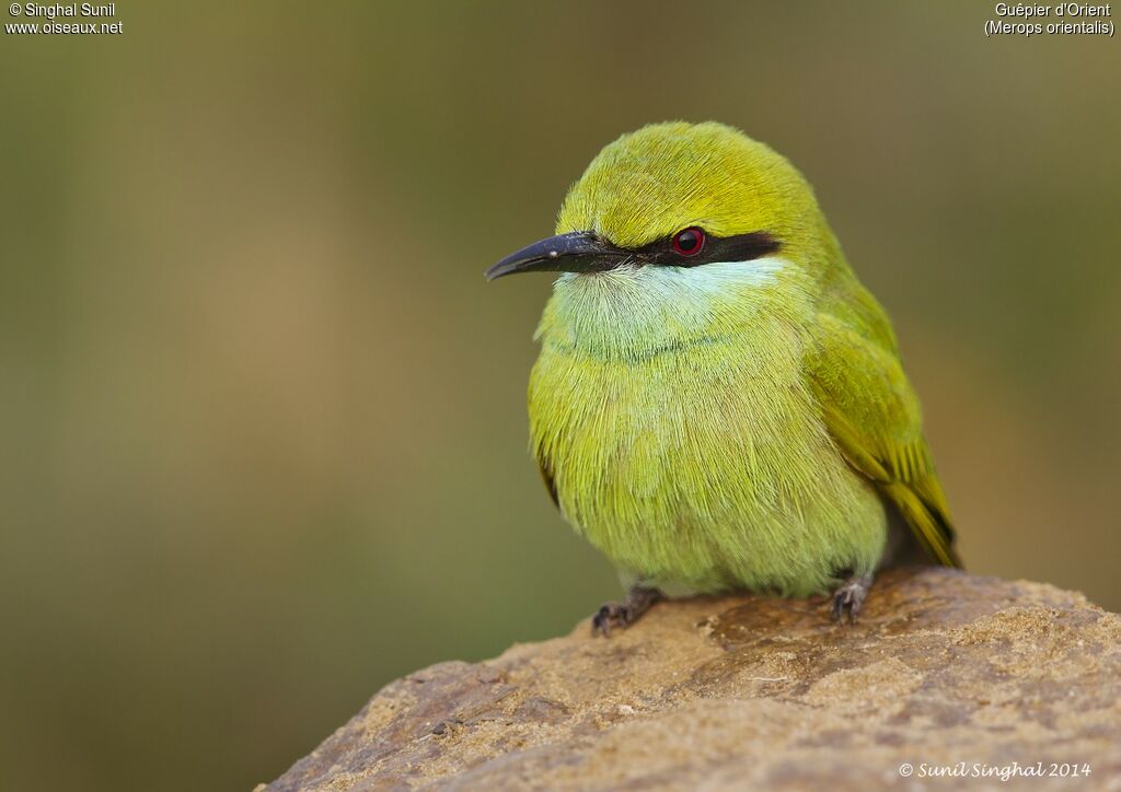 Guêpier d'Orientadulte, identification