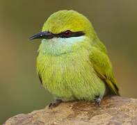 Green Bee-eater