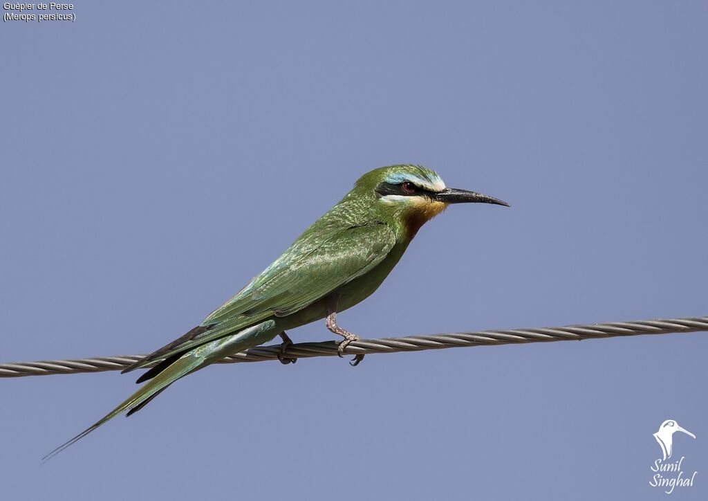 Blue-cheeked Bee-eater, identification