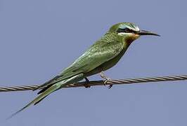 Blue-cheeked Bee-eater