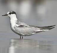 Whiskered Tern