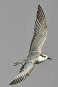 Whiskered Tern