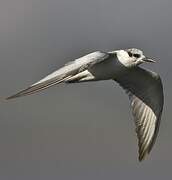 Whiskered Tern