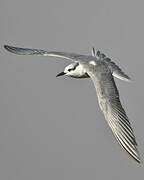 Whiskered Tern