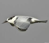 Whiskered Tern