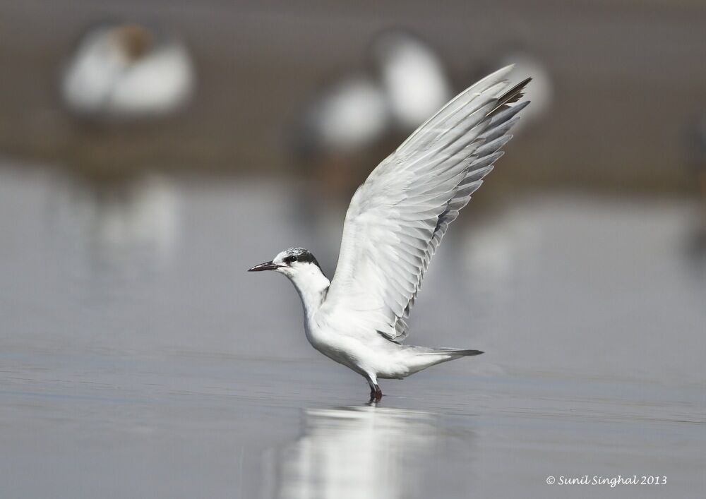 Whiskered Tern