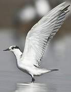 Whiskered Tern