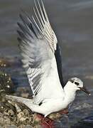 Whiskered Tern