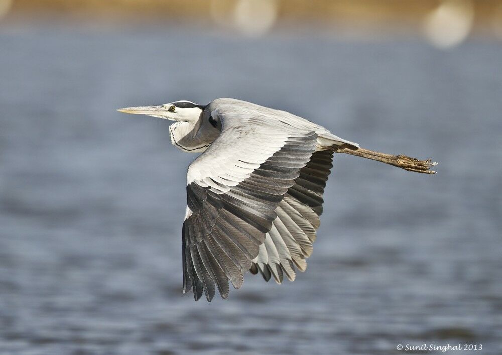 Grey Heron