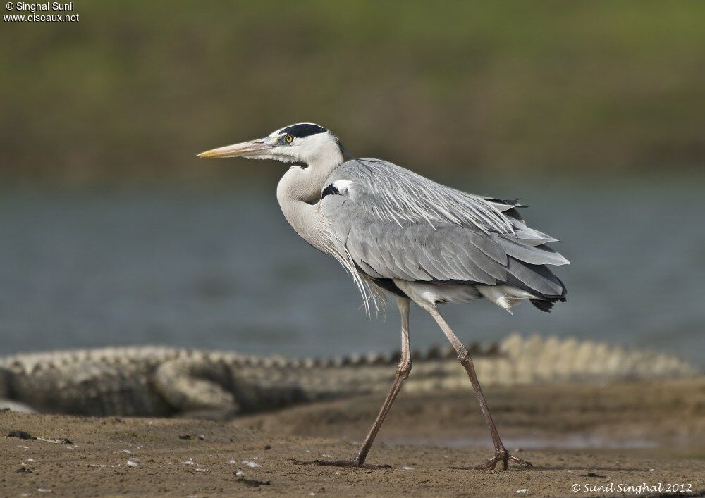 Grey Heronadult, identification