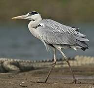 Grey Heron