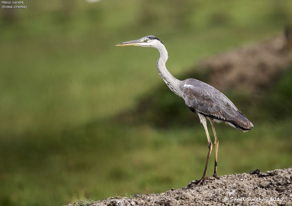 Grey Heronadult, identification