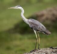 Grey Heron