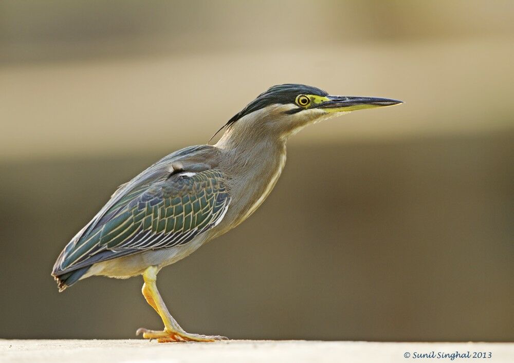 Héron des mangroves