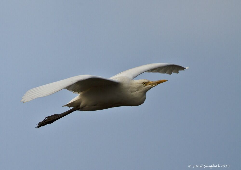 Western Cattle Egret