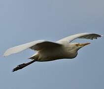 Western Cattle Egret