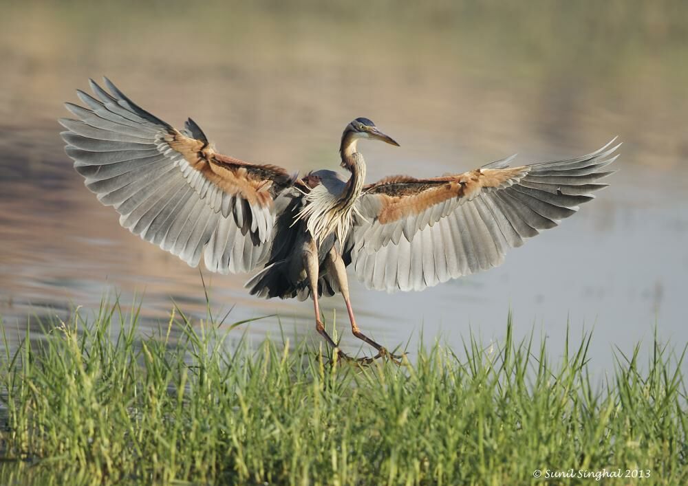 Purple Heron