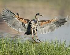 Purple Heron