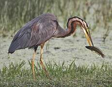 Purple Heron