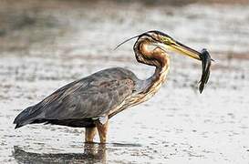 Purple Heron