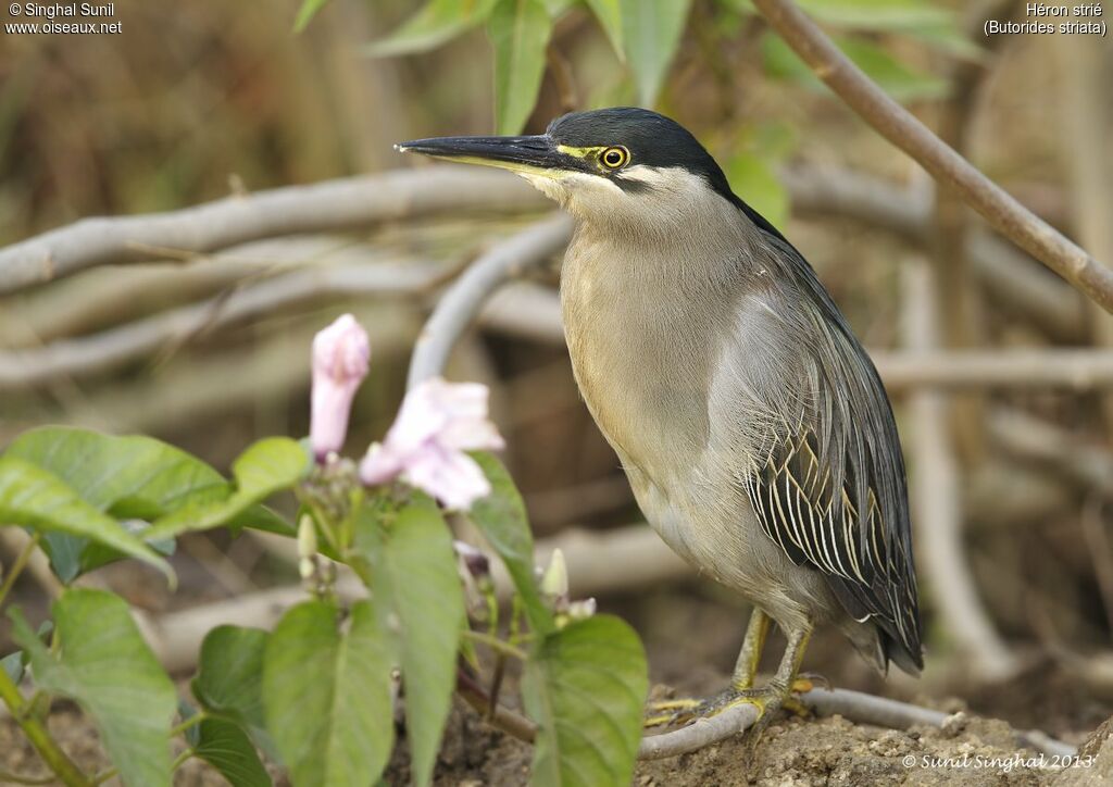 Striated Heronadult, identification