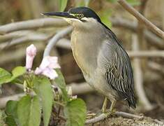 Striated Heron