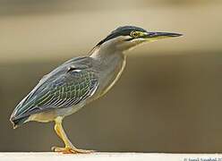 Striated Heron