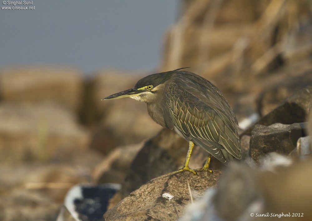 Striated Heron