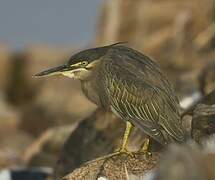 Striated Heron