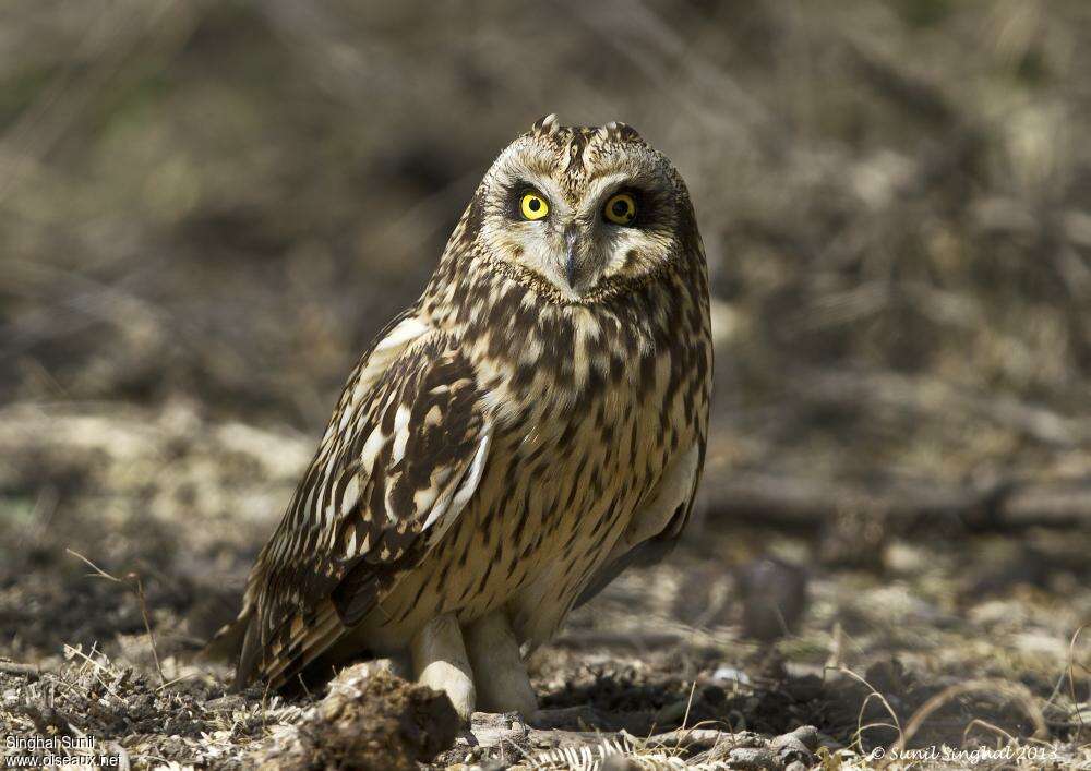 Short-eared Owladult, identification