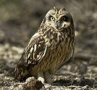 Hibou des marais