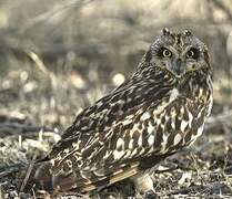 Short-eared Owl