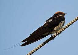 Wire-tailed Swallow