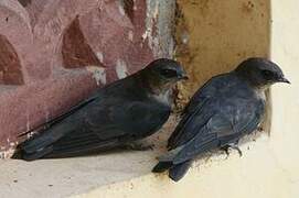 Dusky Crag Martin