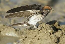 Streak-throated Swallow