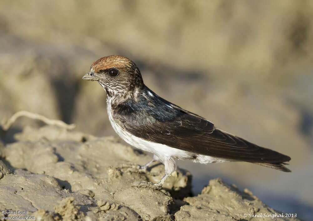 Hirondelle fluviatileadulte, identification