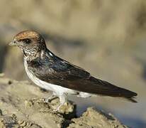 Streak-throated Swallow