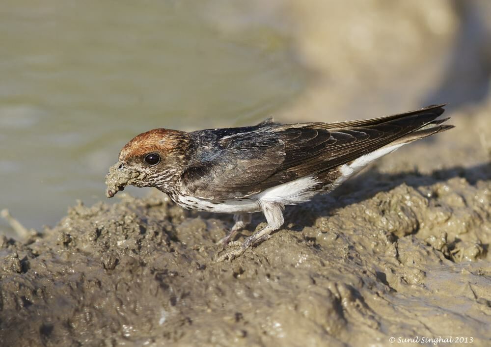 Streak-throated Swallow