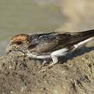 Hirondelle fluviatile