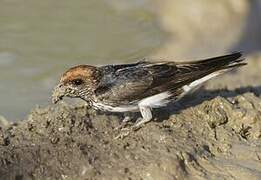 Streak-throated Swallow