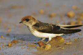 Streak-throated Swallow