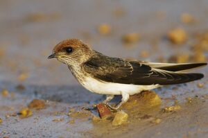 Hirondelle fluviatile