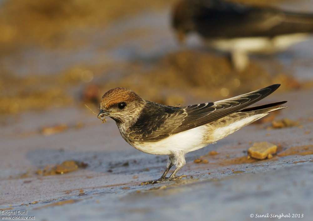 Hirondelle fluviatileadulte, Nidification, Comportement