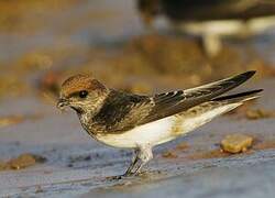 Streak-throated Swallow