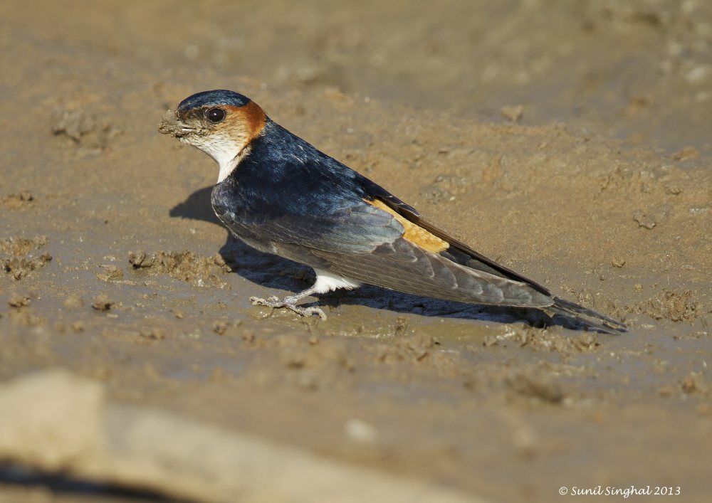 Hirondelle rousseline