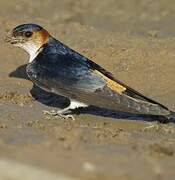 Red-rumped Swallow